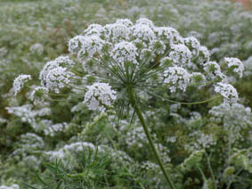 Ammi majus